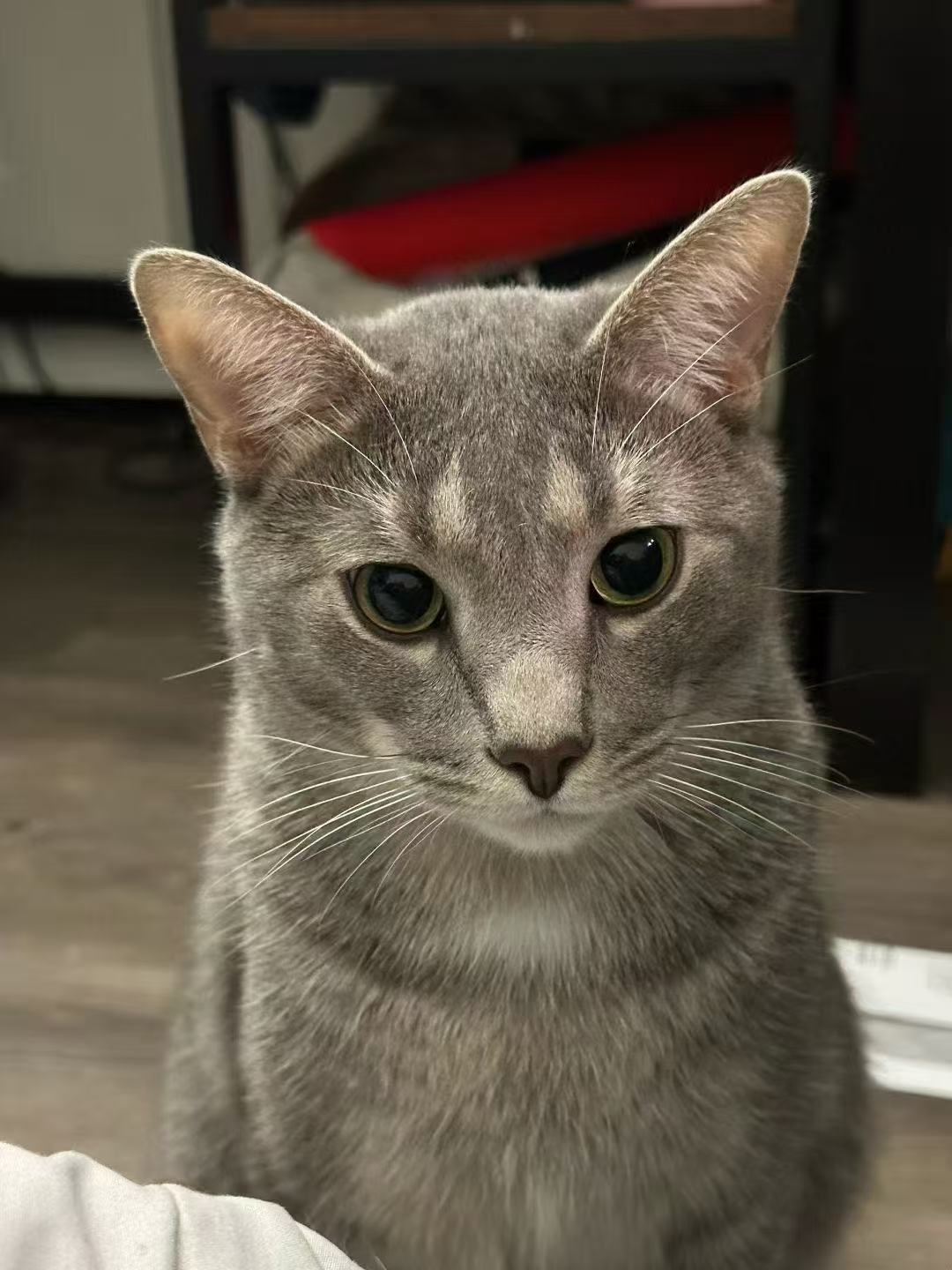 (=◐ᆽ◐=)ฅ