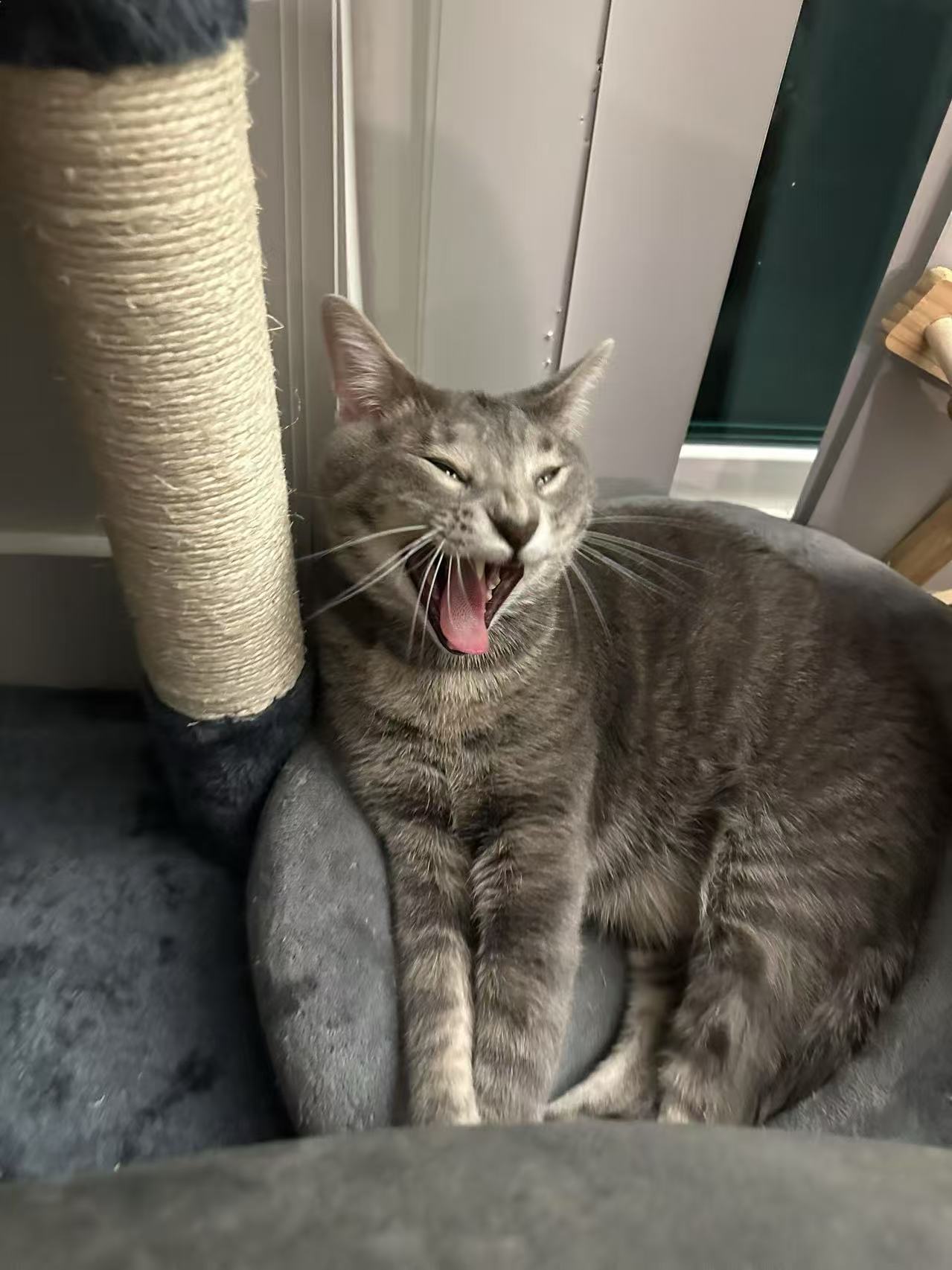 ∩(・ω・)∩